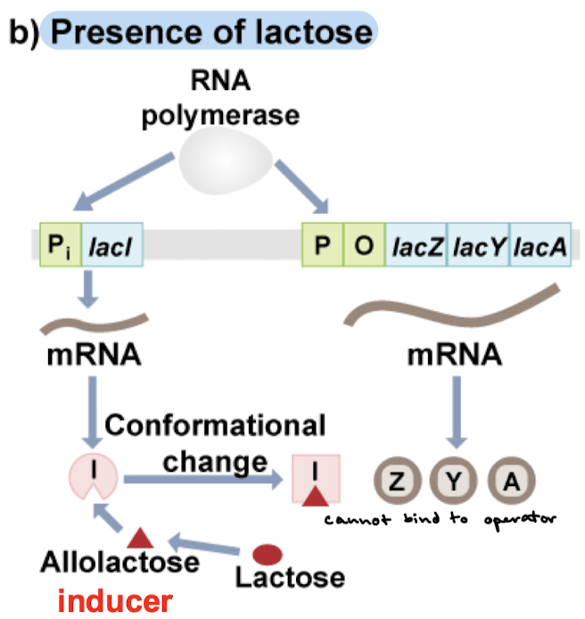<p>Allolactose (inducer) binds the repressor and induces a conformational change that causes inability to bind the operator. RNA polymerase can bind the promoter and transcription ensues.</p>