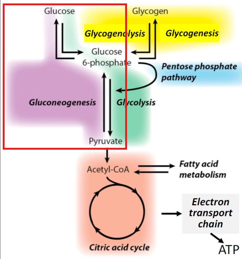 <p>The conversion of fats or protein into glucose</p><ul><li><p>Neo = new (never been a carbohydrate)</p></li><li><p>Genesis = building</p></li></ul><p></p>