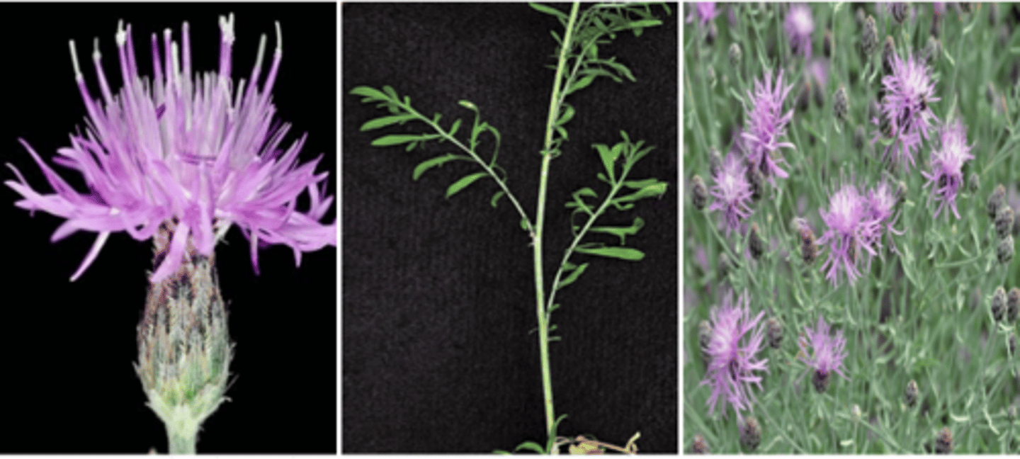 <p>spotted knapweed</p>