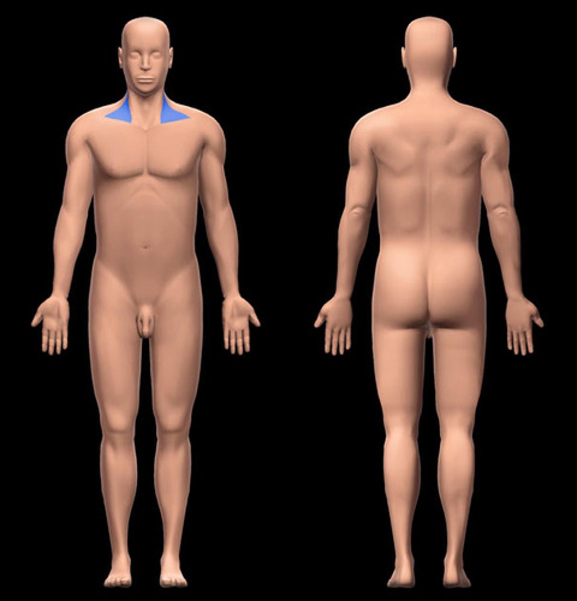 <p>Location:</p><p>Neck</p><p>Between posterior cervical and sternocleidomastoid (SCM) regions</p><p>Description:</p><p>Lateral subdivision of neck</p><p>Anterior boundary: posterior edge of SCM</p><p>Posterior boundary: anterior edge of trapezius</p><p>Inferior boundary: middle third of clavicle</p><p>Apex: superior nuchal line at junction of SCM and trapezius</p><p>Roof: subcutaneous tissue (with platysma muscle) and investing layer of deep cervical fascia</p><p>Floor: cervical muscles covered by prevertebral layer of deep cervical fascia</p>