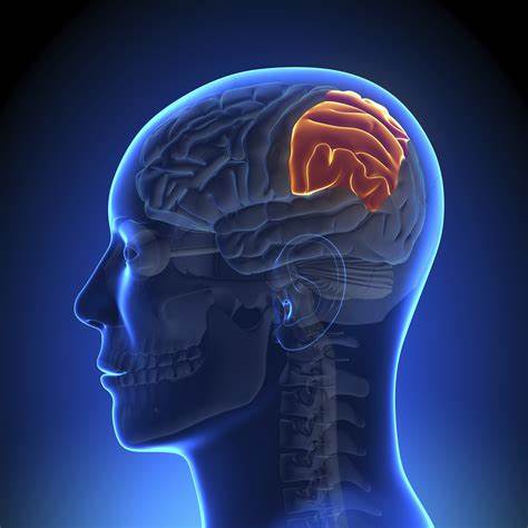 <p>top rear area of the skull; sensory cortex (sense of touch)</p>