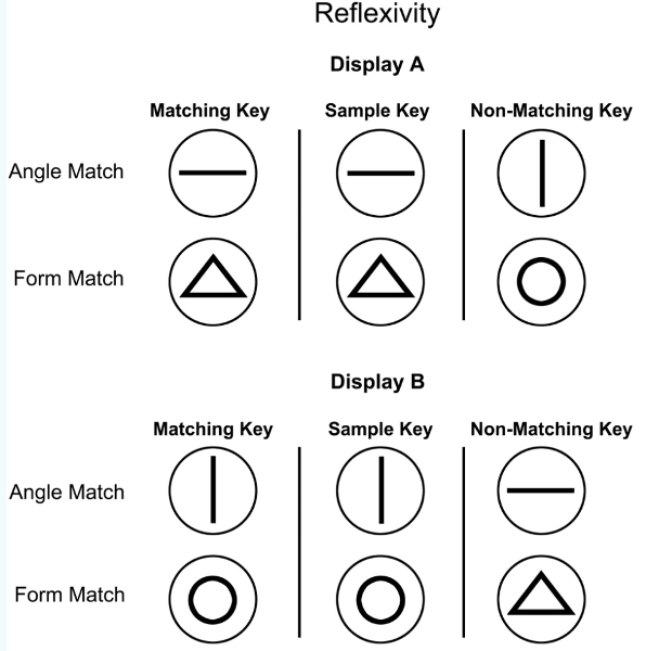 <p>Prófar reflexivity.</p><ol><li><p>Angle match: Áreiti er birt á sample key og síðan birtast tvö áreiti, eitt þar sem að það er alveg eins og annað þar sem að búið er að snúa áreitinu einhvernveginn t.d. setja línu lóðrétt frekar en lárétt</p></li><li><p>Form match: Tvö mismunandi form eru birt, annað passar við matching key</p></li></ol><p>Síðan er alhæfing notuð til að prófa þetta betur t.d. byrja á að þjálfa fugl með formum en skipta svo yfir í liti. Ef fuglinn stenst prófunina með liti þá hefur hann náð reflexivity.</p>