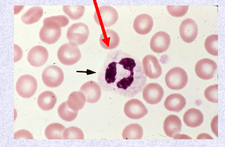 <p>What stage of Neutrophil Maturation is shown?</p>