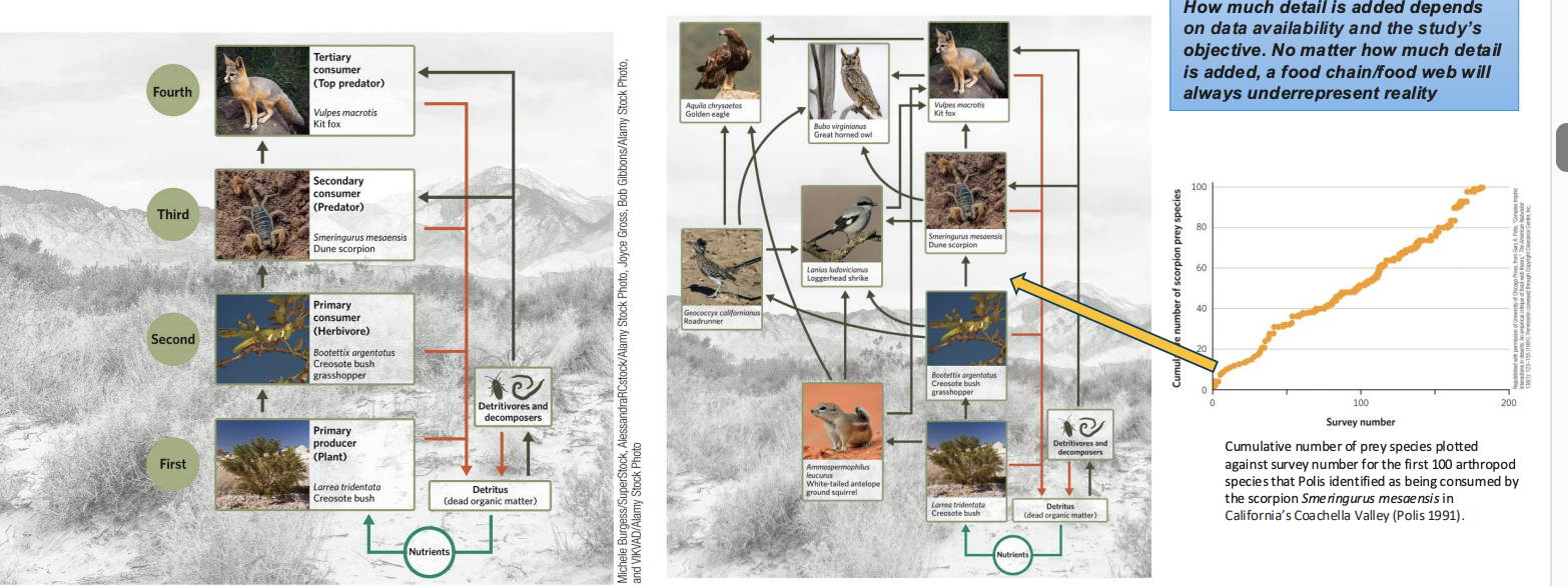 <p>Food chains are simplified representations of reality that omit much biological detail. They do not distinguish between different species at the same trophic level, omit diet variations (e.g., across seasons or ontogeny), omit multiple feeding interactions both within (e.g., diet variation of a carnivore) and across trophic levels (e.g., omnivory), and omit detritivores and decomposers.</p>