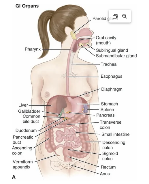 <p>Acscending colon: runs from right to transverse across epigastric area → L descending colon → sigmoid → rectum</p>