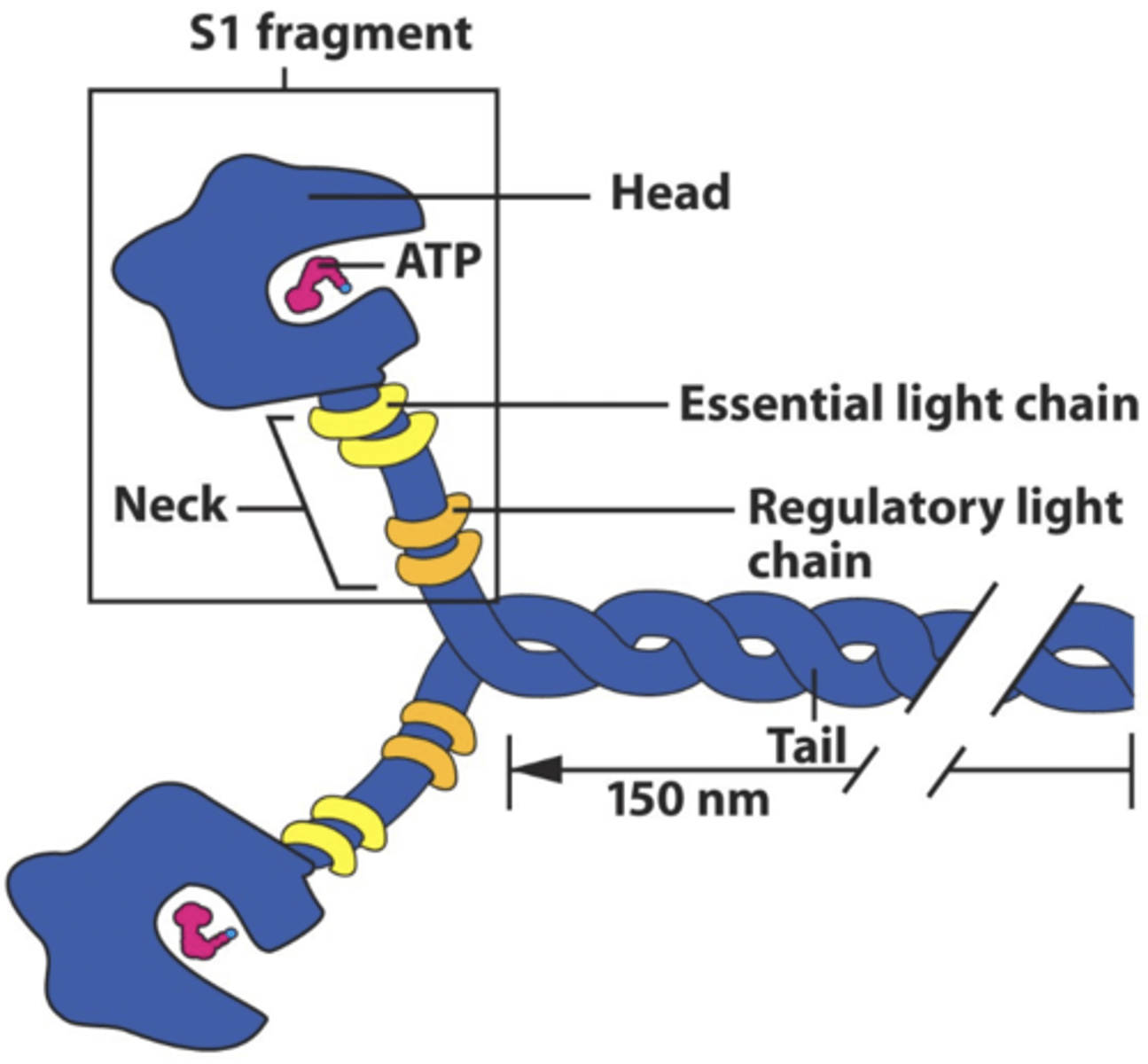 <p>The primary motor for muscle contraction moves toward the barbed end (+). Moves unidirectionally and has Actin filament moved to the minus end.</p>