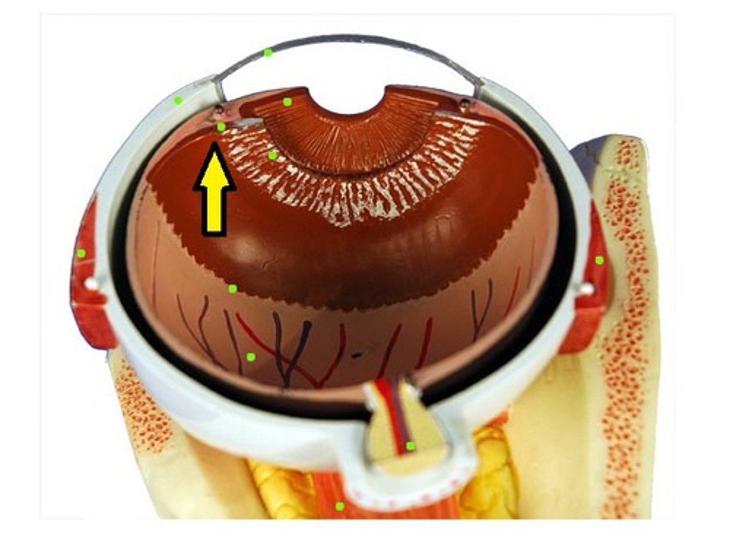 <p>changes the shape of the eye and makes aqueous humor</p>