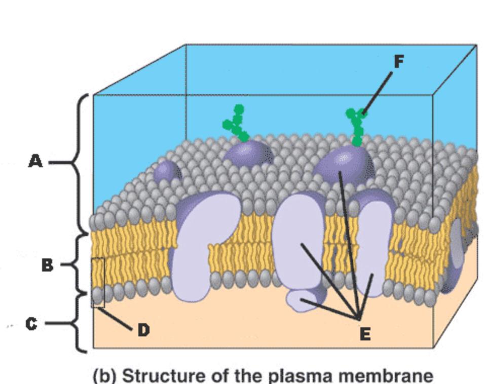 <p>Which letter in the diagram represents a PROTEIN?</p>