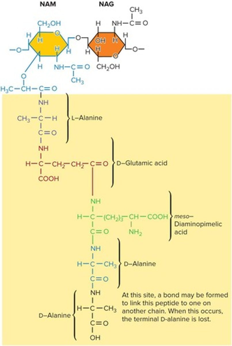<p>Rigid polymer forming bacterial cell walls.</p>