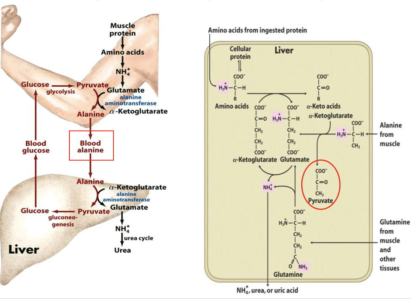 <ul><li><p><span style="font-family: Arial">since muscle cannot make urea, the amino groups must be transported (SAFELY) to the liver:</span></p><ul><li><p><span style="font-family: Arial"><u>Aminotransferases</u> catalyse the transfer of amine groups from amino acids to amine acceptors (ie alpha keto acids like pyruvate) producing the amino acid, <u>alanine</u></span></p></li><li><p><span style="font-family: Arial">Alanine → bloodstream → liver —transaminated→ pyruvate + glutamine</span></p></li><li><p><span style="font-family: Arial">glutamine → NH4+ → urea</span></p></li><li><p><span style="font-family: Arial">Pyruvate —gluconeogenesis→ glucose</span></p></li></ul></li></ul><p>“Glucose-Alanine cycle”</p><p></p>