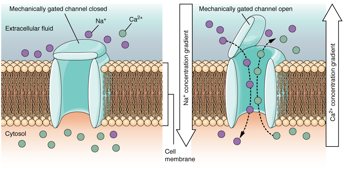 <p><span>signal particles (hormones) attach to the protein&nbsp;which opens the gate to allow other particles (ions) to enter.</span></p>