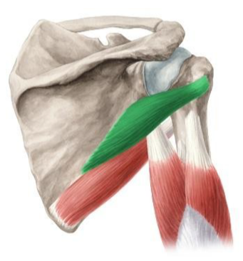 <p>oorsprong: craniale twee derde van de margo lateralis scapulae</p><p>aanhechting: tuberculum majus</p><p>functie: exorotatie en adductie</p><p>glenohumeraal</p>