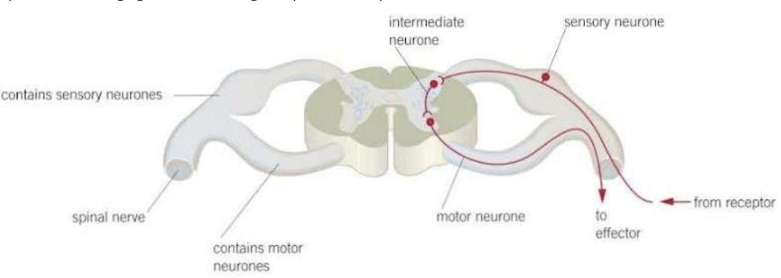 <p>consists of a column of nervous tissue along the back, inside the column for protection</p>