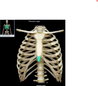 inferior portion of the sternum