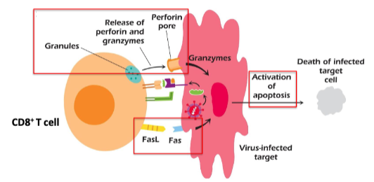 <ol><li><p>Fas-FasL interaction induces apoptosis</p></li><li><p>Granzymes enter target via perforin channels and induce apoptosis</p></li></ol><p></p>