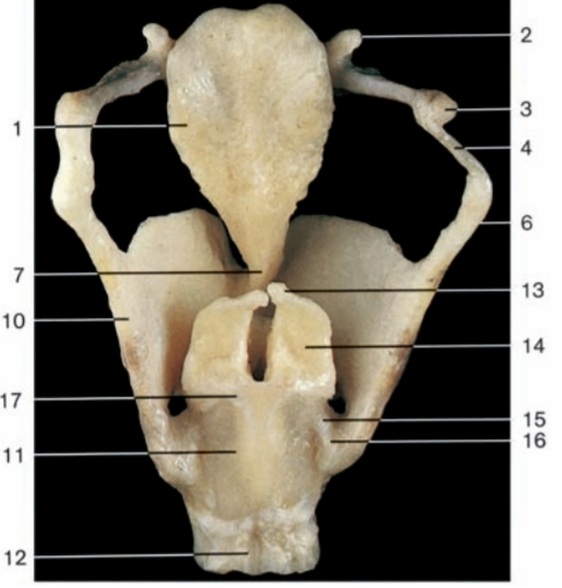<p>17</p>