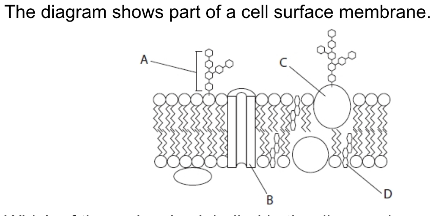 <p>Which one is a glycoprotein?</p>