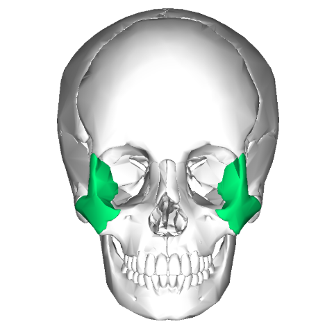 <p>What bone is this?</p>