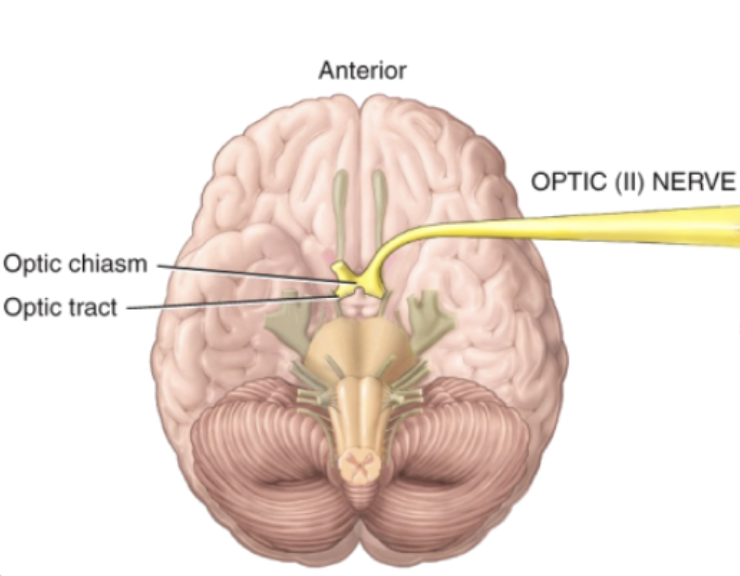 <p><span style="background-color: transparent;"><strong><span>Cranial Nerve II (Optic)</span></strong></span></p>