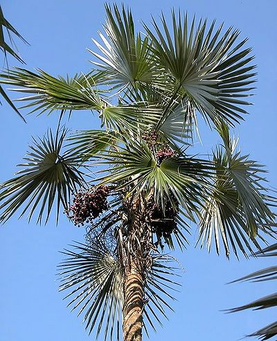 <p>Silver Palm</p>