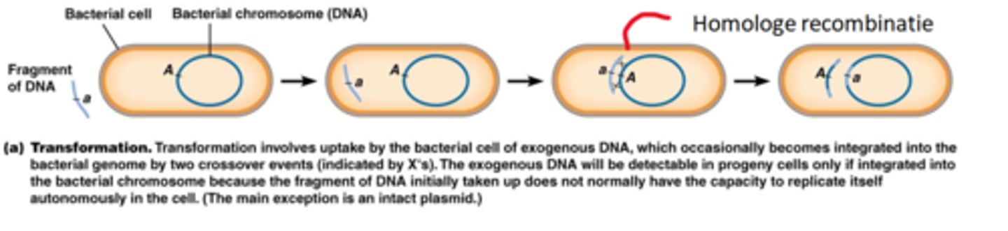 <p>een fragment DNA komt in de bacterie terecht en zal door 2 crossing-overs geïntegreerd worden in het bacteriële genoom. </p><p>Het genoom dat door de dubbele cross-over buiten het chromosoom terecht komt wordt afgebroken door nuclease.</p>