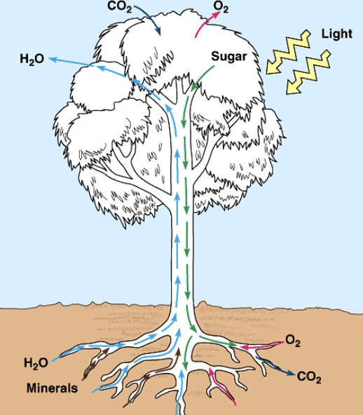 <p><strong>transpiration:</strong> movement of <u>water</u> through the plant and subsequent evaporation (water loss) through aerial parts (leaves)</p><ul><li><p>process is needed for the plant to photosynthesize</p></li><li><p>strong pull</p></li><li><p>-ve pressure/ tension</p></li></ul><p></p>