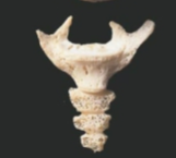 <p>Can be up to 4. Leftover remains of tails. Largely useless. </p>