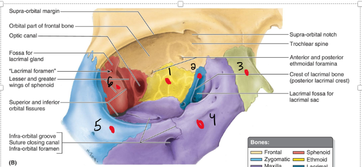 <p>Name the structures</p>