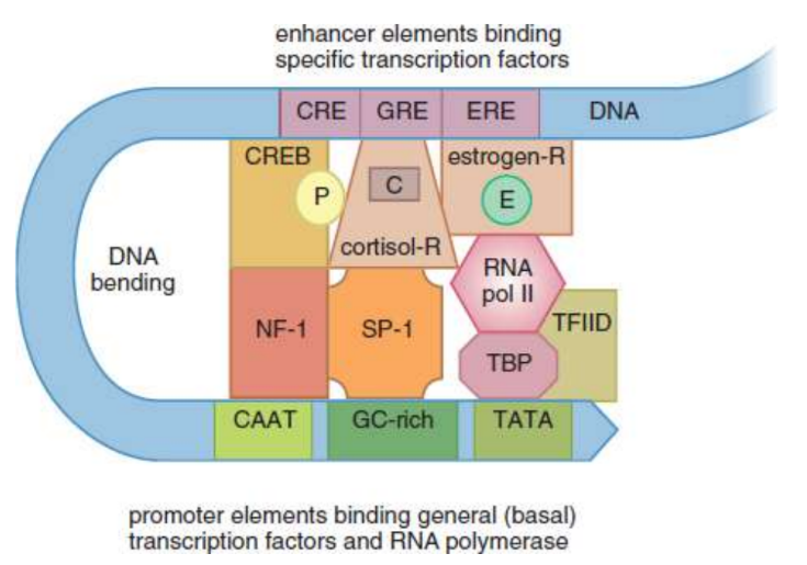 <p>Several response elements grouped together; allows for the control of one gene’s expression by multiple signals; up to 1000 base pairs away from the gene they regulate and can even be located within an intron</p><p>ex. cyclic AMP (cAMP) and cyclic AMP response element-binding protein (CREB); cortisol and glucocorticoid (cortisol) receptor; estrogen and estrogen receptor</p>