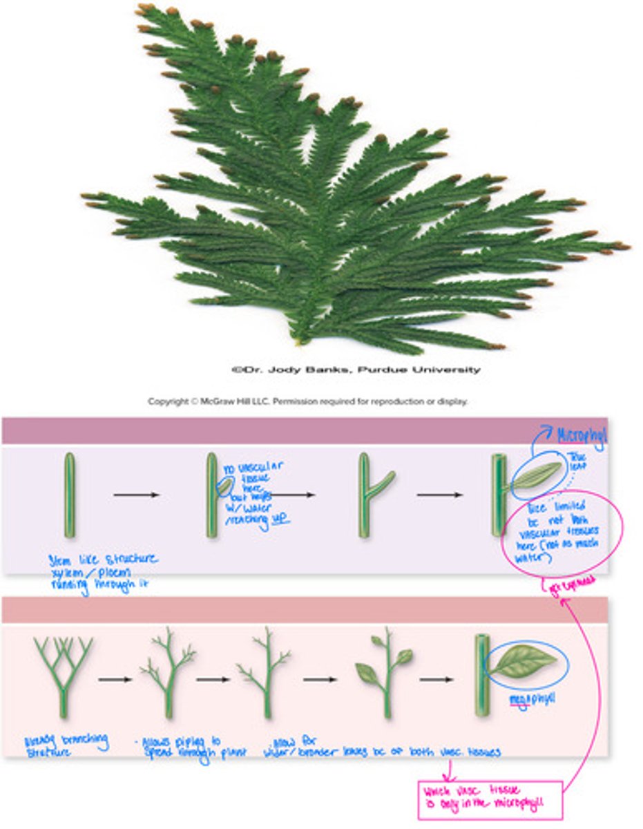 <p>Tracheophytes</p><p>• Stems evolved first, then roots</p><p>- Roots anchor plant in substrate</p><p>- roots help meet H2O demand, which results in larger plants</p><p>• Roots evolved twice in plants!</p><p>- lycophytes - lycophyta diverged before roots evolve</p><p>• Leaves evolved twice in plants</p>