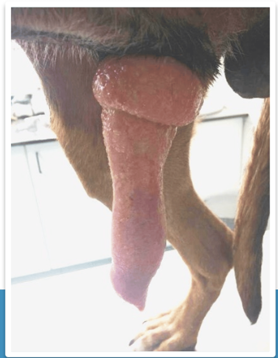 <p>this dog cannot return its prepuce to the normal position, covering the penis. what is this medical condition called?</p>