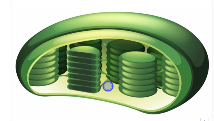 <p>What is the gel-like material?</p>