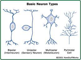 Multipolar, Bipolar and Pseudo-Unipolar Neurons
