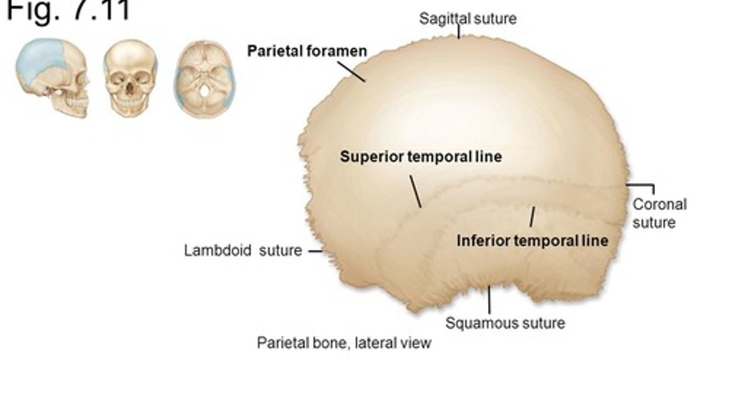 <p>Muscle attachment site</p>