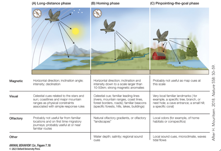 <p>Determining Direction </p><p>-Orientation </p><p>Determination and maintenance a proper direction </p><p>-Navigation </p><p>Determining a particular location and moving towards it </p><p>-Sun Compass</p><p>Use of sun for orientation </p><p>-Star Compass</p><p>Use of stars or constellations</p><p>-Geomagnetic Compass</p><p>Ability to orient using the earth magnetic field</p><p>Some birds, sea turtles, fish, and amphibians </p>