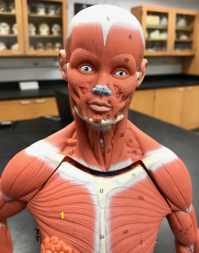 <p>What is the muscle indicated by the yellow 1? Function?</p>