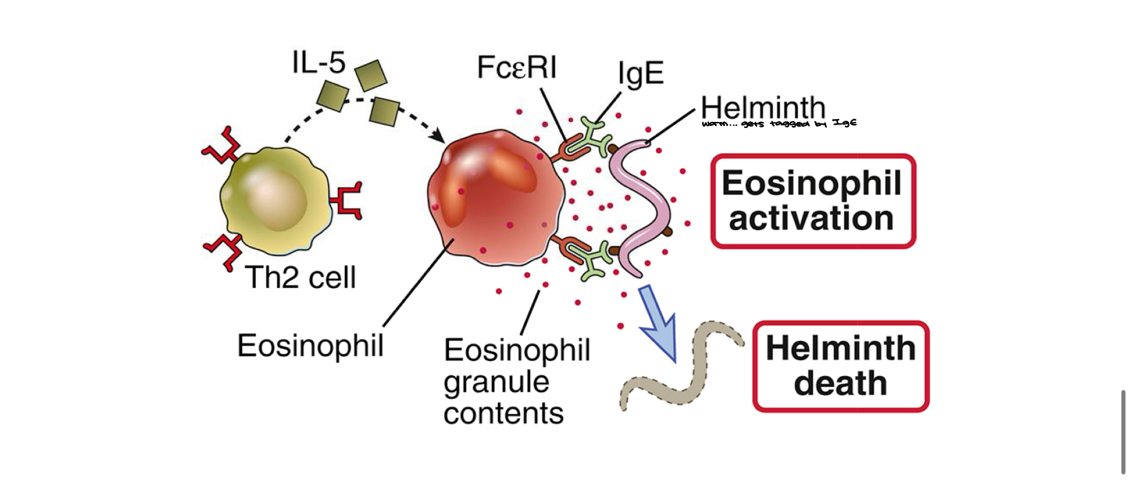 knowt flashcard image