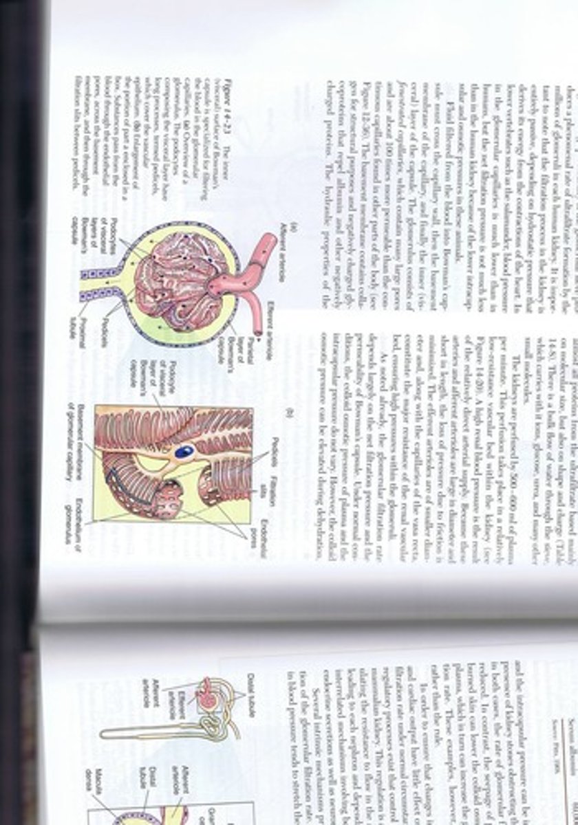 <p>Encloses glomerulus; site of blood filtration.</p>