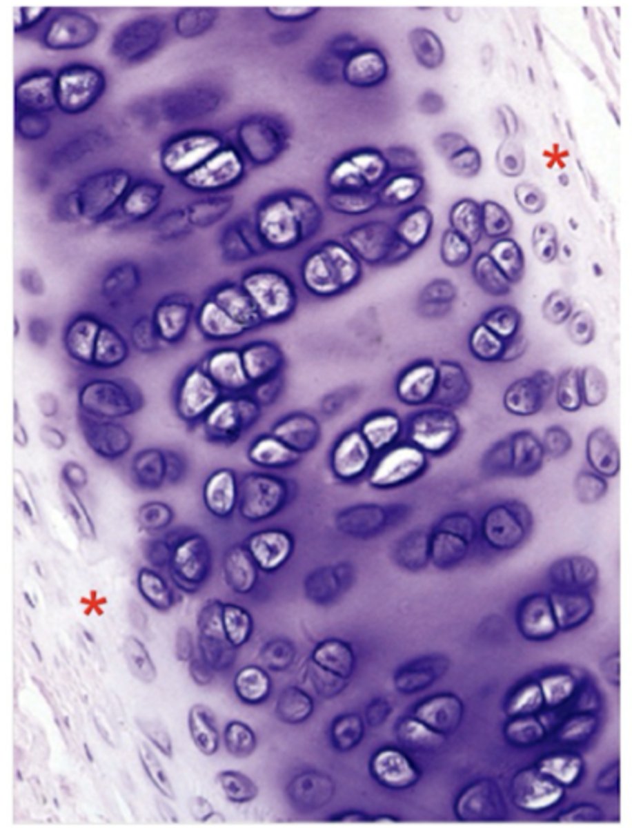 <p>Identify this tissue</p>