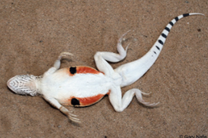 genus uma