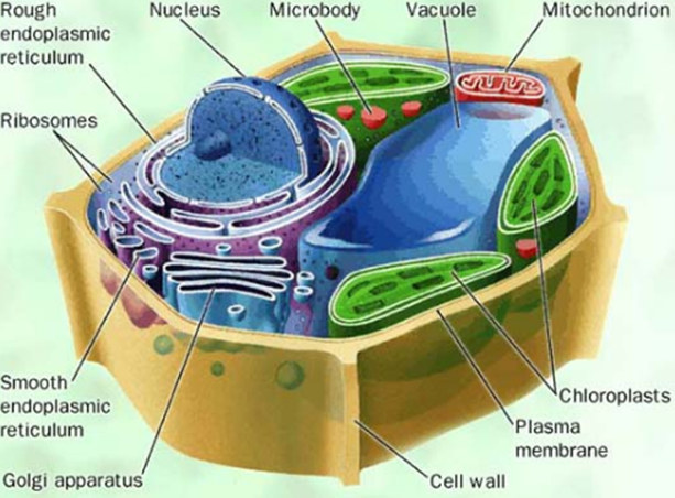 **PEROXISOMES**