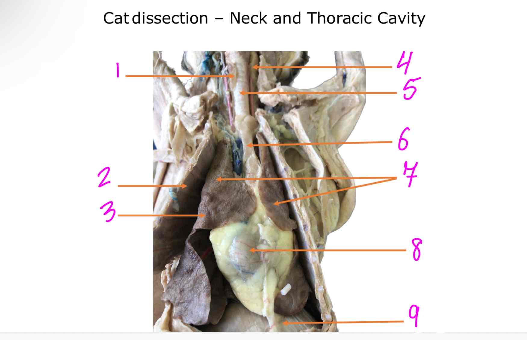 <ol><li><p></p></li><li><p></p></li><li><p></p></li><li><p></p></li><li><p></p></li><li><p></p></li><li><p></p></li><li><p></p></li><li><p></p></li></ol>