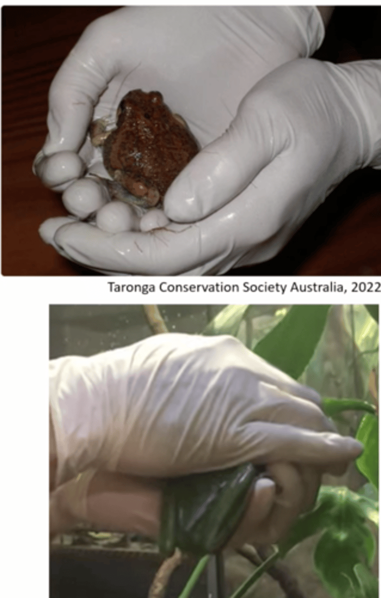 <p>- Wear Powder free gloves</p><p>- If using bare hands, rinse them in fresh water with no soap/antiseptic (Frogs readily absorb toxins percitaneously)</p>
