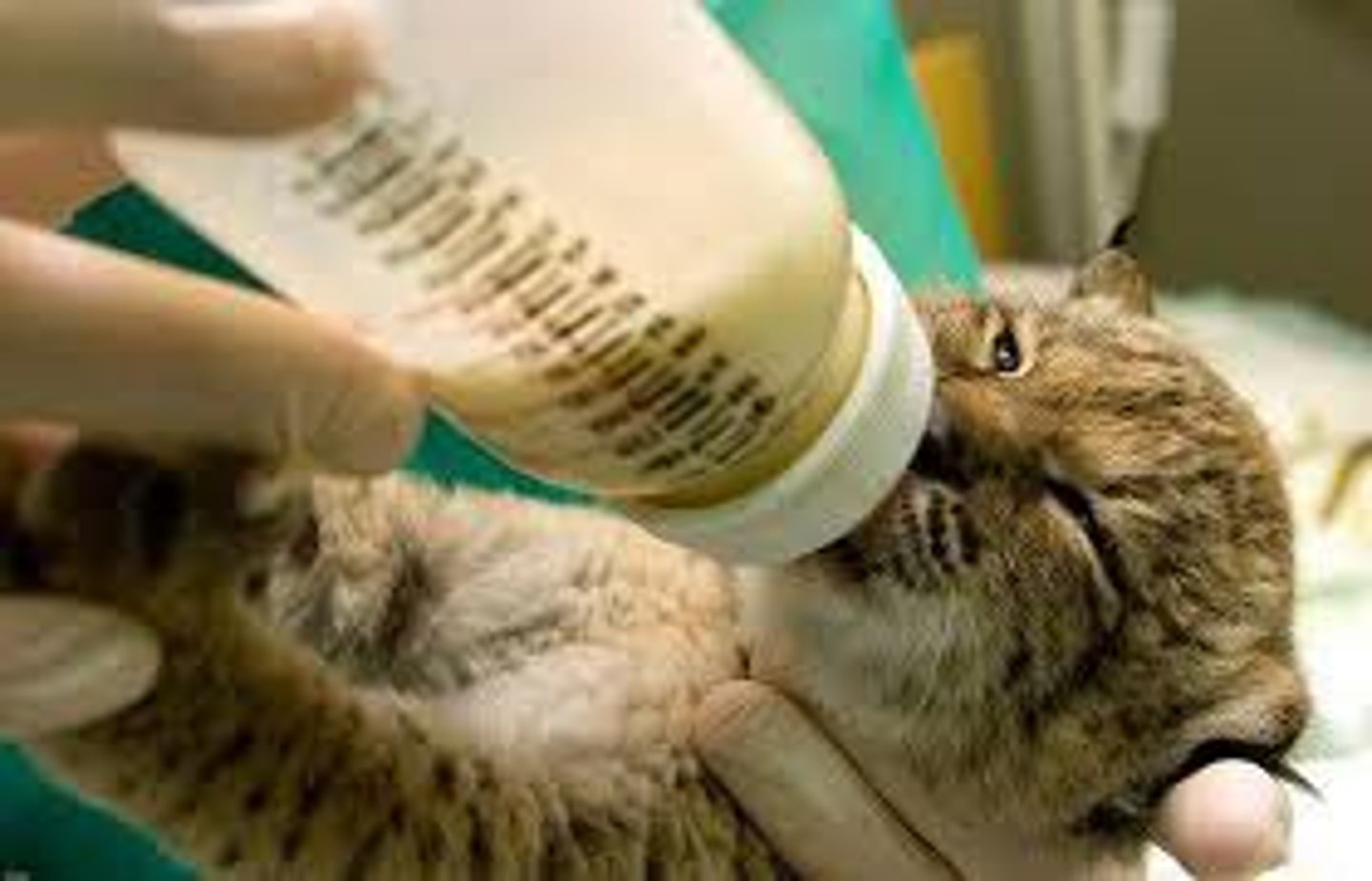 <p>An increase in biodiversity by helping animals breed in captivity in a safe environment</p>