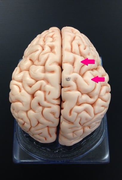 <p>Elevated portions of the cerebral cortex</p>