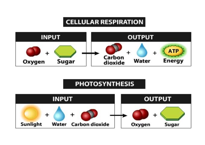 <p>glucose and oxygen</p>