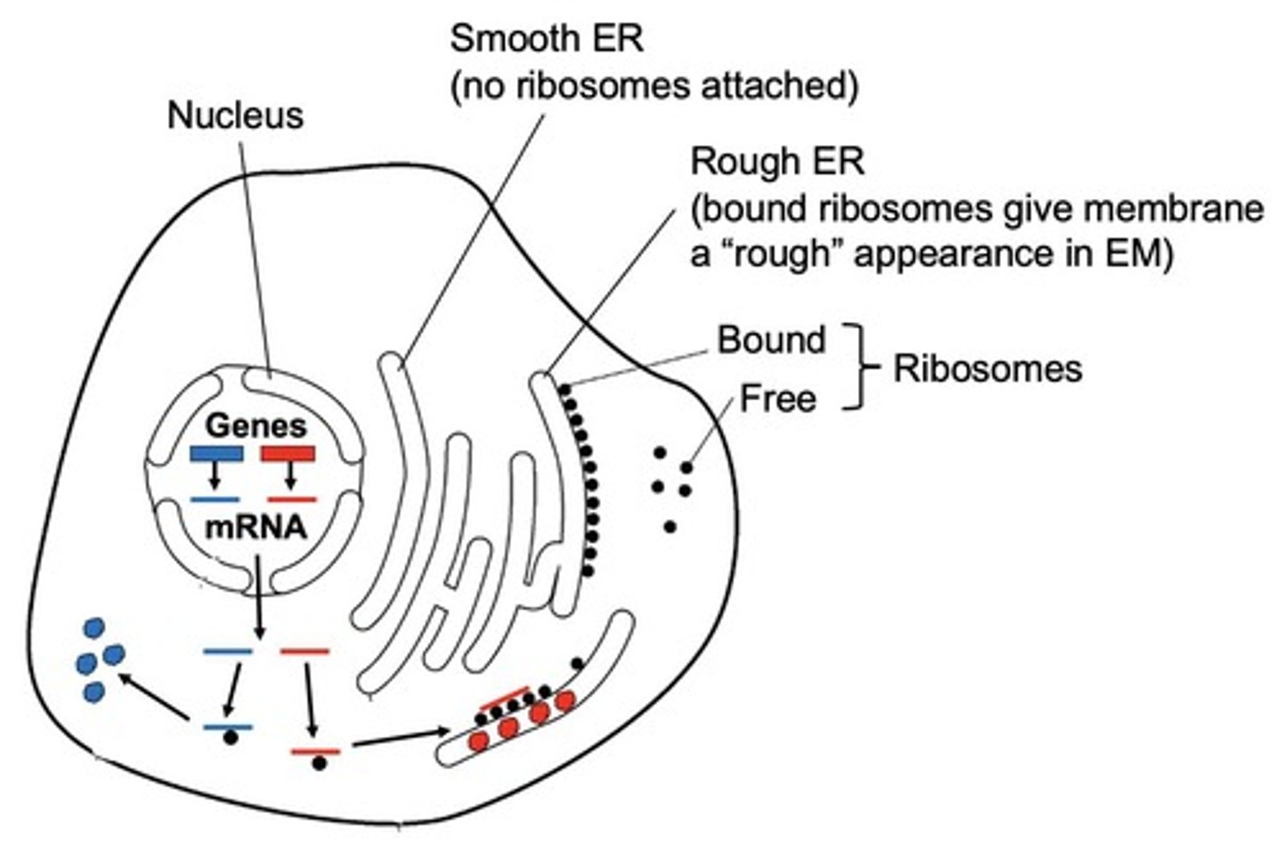 <p>Smooth ER lacks ribosomes and synthesizes lipids, while Rough ER has ribosomes on its surface and is involved in protein synthesis and processing.</p>