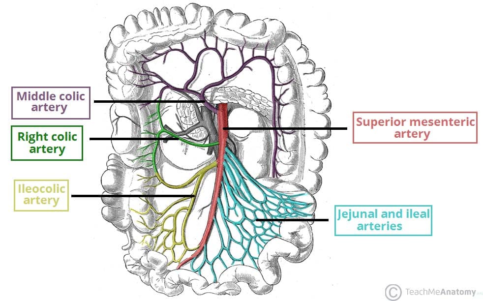 <p>supplies foregut</p>