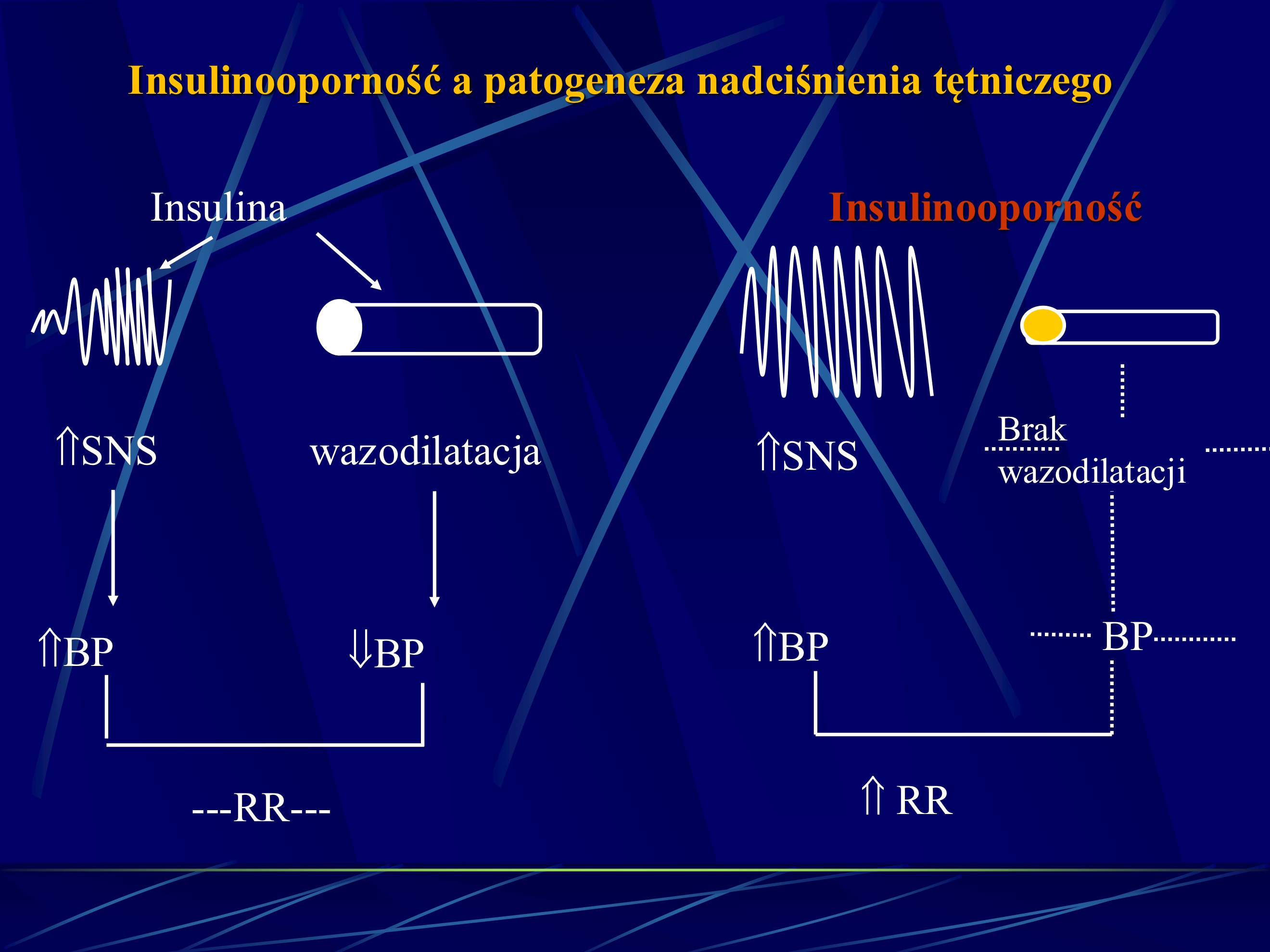 <ul><li><p>normalnie insulina powoduje wazodilatację i pobudzenie wspólczulne</p></li><li><p>przy hiperinuslinemi wzrasta pobudzenie współczulne, ale down-regulation wazdodylatacji » zwiększenie RR</p></li></ul><p></p>