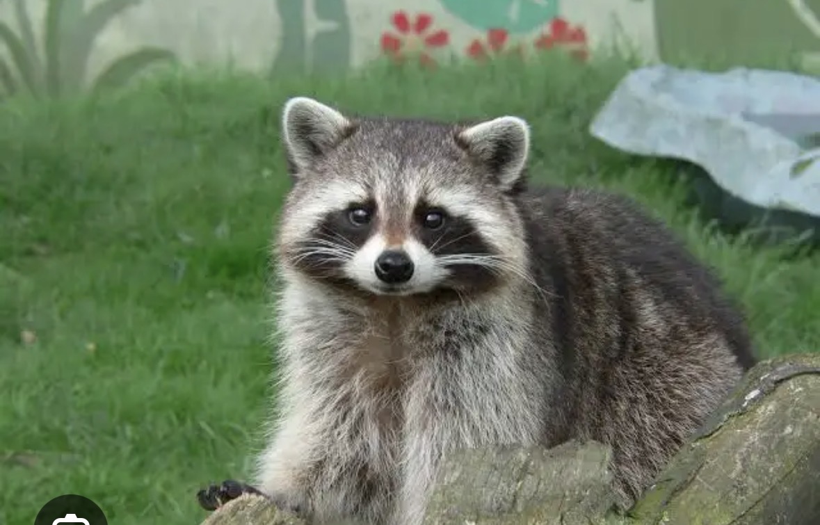 <p>northern raccoon</p>